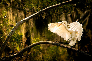 Elegant Great Egret arriving on a picturesque moss-laden branch in the heart of South Carolina's...