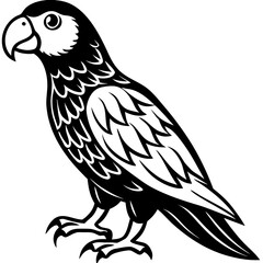 Obraz premium Stylized black and white parrot illustration silhouette