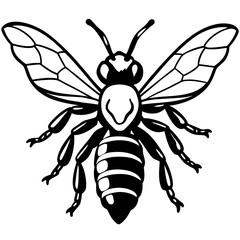 Obraz premium Detailed black and white illustration of a bee with intricate wing patterns silhouette