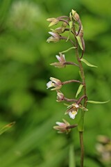 Sumpf-Stendelwurz (Epipactis palustris)