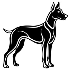 Elegant black doberman pinscher standing proudly silhouette