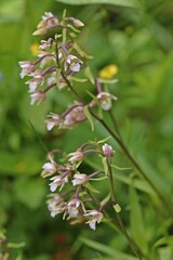 Sumpf-Stendelwurz (Epipactis palustris)
