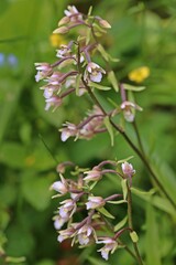 Sumpf-Stendelwurz (Epipactis palustris)