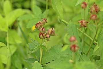 Fruchtstand des Sumpf-Blutauges (Potentilla palustris)
