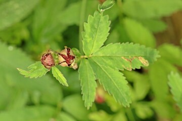 Fruchtstand des Sumpf-Blutauges (Potentilla palustris)