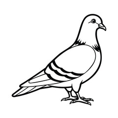 A pigeon bird with detailed outline on a drawing graphic