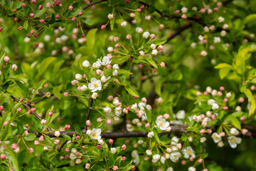 Close-up of white blossom of a crab apple tree (Malus sylvestris). Apple flower background. European Crab Apple ‘Evereste’ (Malus sylvestris) blossom in spring in a garden. 