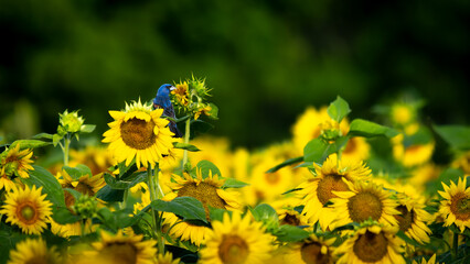 Summer's symphony: Rich, warbling song of a Blue Grosbeak fills the air, echoing through a field of blooming sunflowers