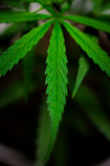 Cannabis Plant closeup Stock Photos  | High-Quality Visuals | professional stock photography of cannabis plants for commercial use. HD visuals ideal for websites, ads, and educational content.
