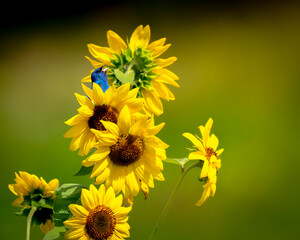 A vibrant indigo bunting sings its heart out atop a golden sunflower, a perfect harmony of summer's beauty