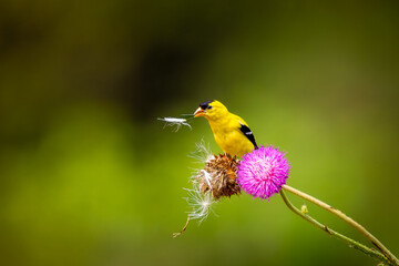 American Goldfinch, a splash of sunshine on a thorny meal of purple thistle