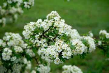 blossoming white trees