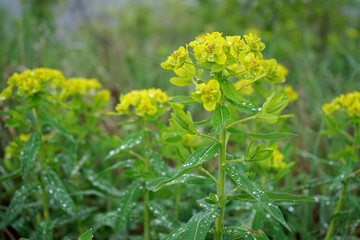 yellow flowers in the garden
