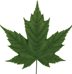 Maple leaf isolated on white background, PNG background leaf 