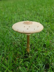 Mushroom in Grass Field