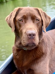 labrador retriever portrait