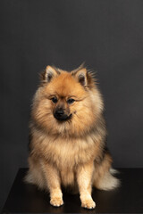 Mittelspitz Spitz Junghund im Fotostudio