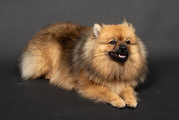 Mittelspitz Spitz Junghund im Fotostudio