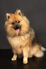 Mittelspitz Spitz Junghund im Fotostudio