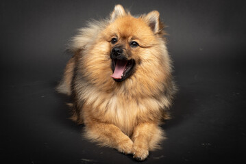 Mittelspitz Spitz Junghund im Fotostudio