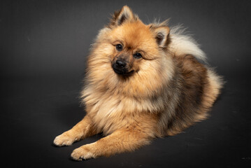 Mittelspitz Spitz Junghund im Fotostudio