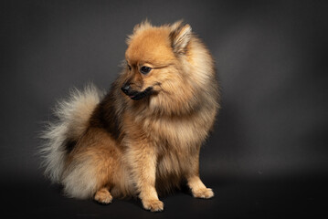 Mittelspitz Spitz Junghund im Fotostudio