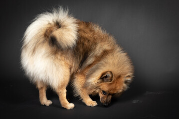 Mittelspitz Spitz Junghund im Fotostudio