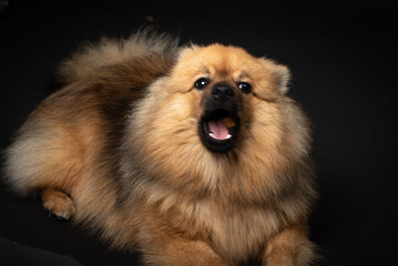 Mittelspitz Spitz Junghund im Fotostudio