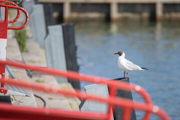 Black-headed gull perching on dock fender by waterfront with red railings in Helsinki