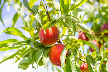 Ripe peaches hang heavily on a tree branch, bathed in sunlight.