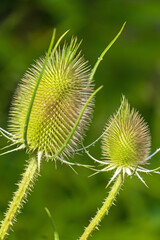 Wilde Karde mit Blütenkranz