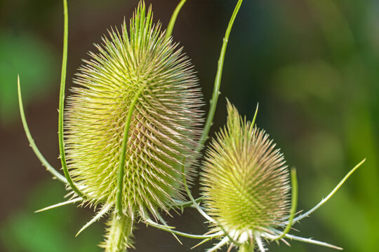 Wilde Karde mit Bl&uuml;tenkranz