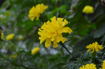 Yellow marigold flowering in summer garden on flowerbed. Closeup photo outdoors.Growing flowers concept. Free copy space.