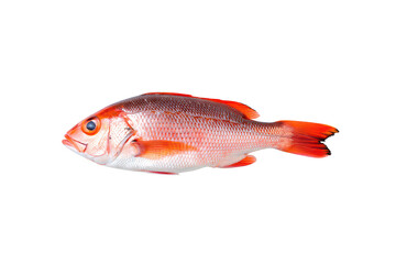 Red snapper fish isolated on studio shot seafood marine