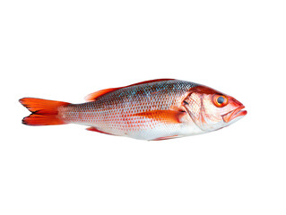 Red Snapper Fish With Orange Fins And Blue Dots On image