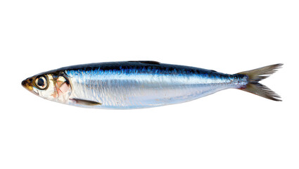 Naklejka premium Single Sardine Fish With Blue and Silver Scales on seafood ocean 1