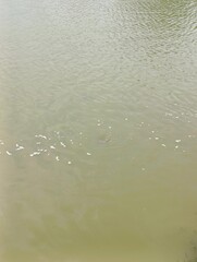 Murky Water Surface with Ripples and Possible Fish