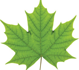 green maple leaf