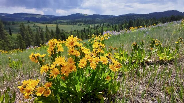 Circling balsamroot flowers in the Wyoming mountains during summer.