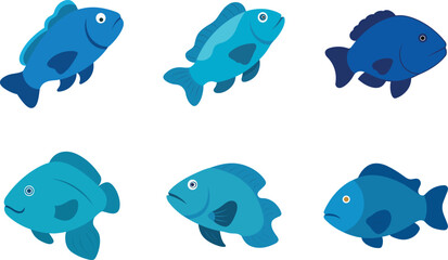 Fototapeta premium Humphead Wrasse