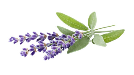 Lavender herb leaves soft and green background isolated on a Transparent background, PNG file.