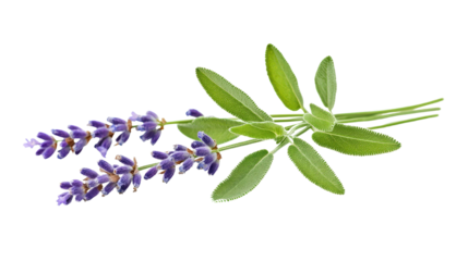Lavender herb leaves soft and green background isolated on a Transparent background, PNG file.