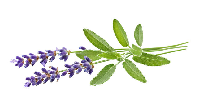 Lavender herb leaves soft and green background isolated on a Transparent background, PNG file.