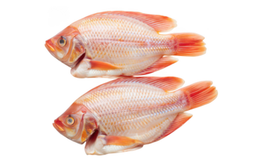 Two whole red tilapia fish side view on seafood