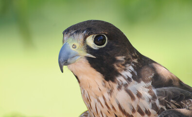 Halcón Peregrino retrato