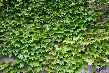 ivy on the wall