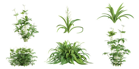 Obraz premium 3d illustration of Anemone,Arthropodium plants on transparent background