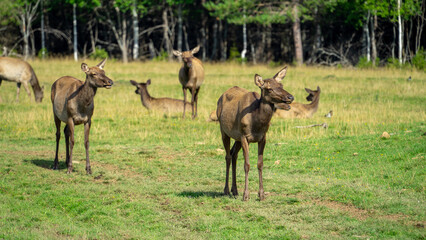 Deer maral or wapiti walk through clearing with green grass on sunny summer day. Deer lie at edge...