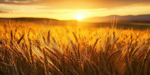 Fototapeta premium Wheat blowing in sunset breeze with golden sky and mountain horizon