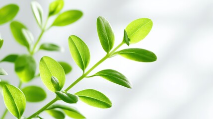 Naklejka premium Green Leaf Sprout Growth | Plant Life, Eco-Friendly, Nature